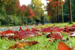 Fallen, colorful leaves are an exceptionally beautiful touch to an already great season. Features like this are why so many people should be (and are) so fond of October.