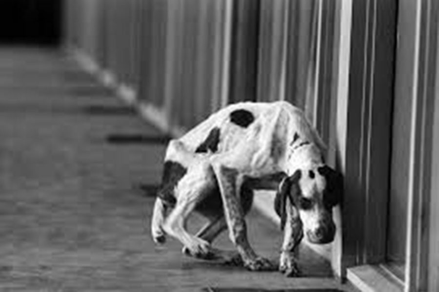 An abandoned dog travels the streets alone. He was left behind by his owners to face the world with no guidance.