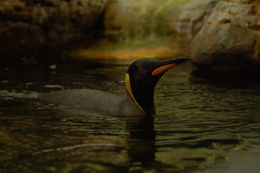 A king penguin at the Saint Louis Zoo is swimming with his head above water. It is almost as if you are in the water swimming by him.