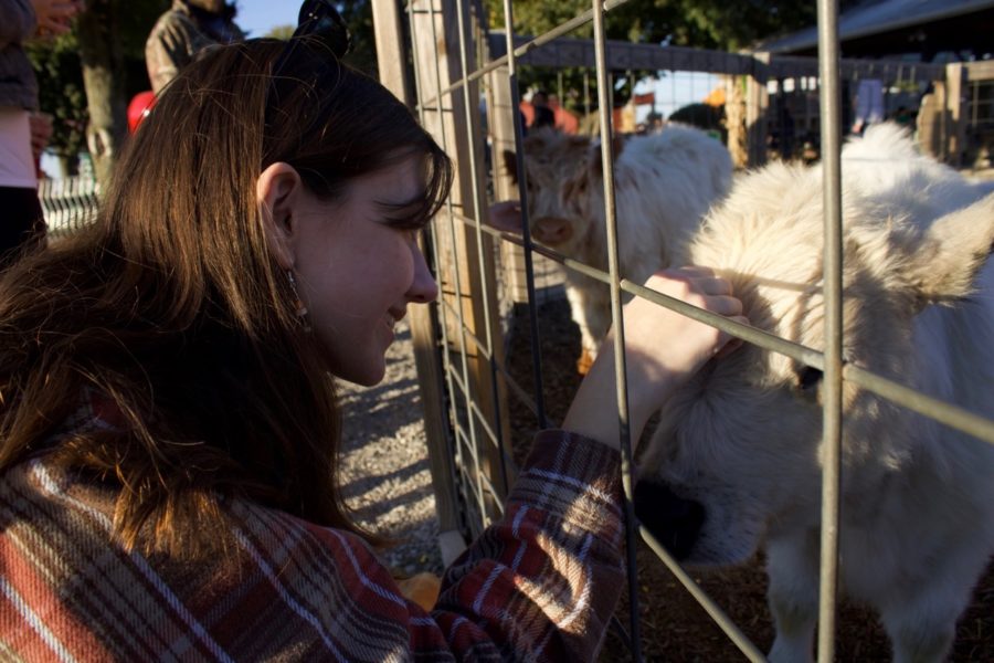 Senior Elaina Rainwater excitedly pets one of the cows at Eckerts Farm. The Farm had plenty of petting zoos with cows, goats, sheep and camels for people to interact with.