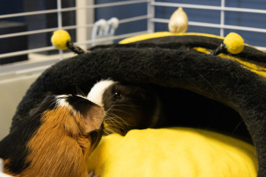 Biscuits squirms over to greet Gravy who is snuggled up inside of a warm blanket that looks like a bee. Photos by Brock Slinkard. 