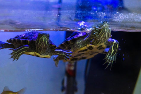 Franklin and Chad eagerly swim towards the glass as they notice people entering the classroom. Photo taken by Kyly Jacobs. 