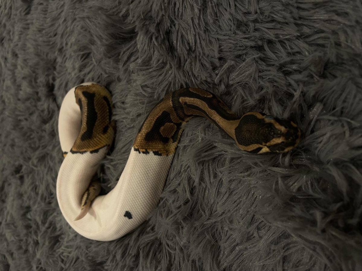 A+snake+slithers+across+a+blanket+during+enrichment+time.