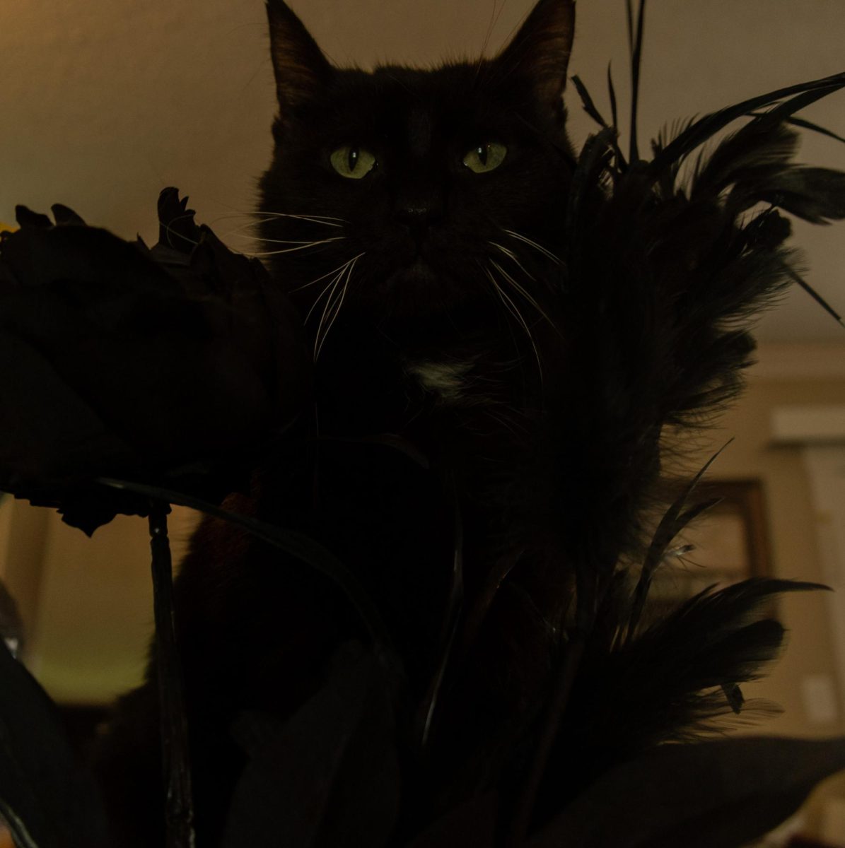 This photo represents the color black in nature. In this picture the black cat, Peyton, stares above the camera. There are also black flowers framing Peyton’s face. 