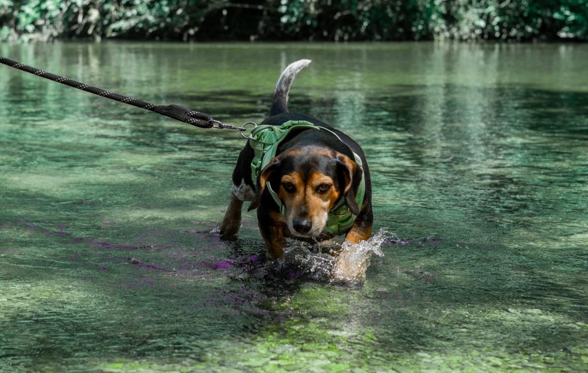 Junior Isabella Smith’s dog, a beagle basset hound named Remi, frolics through the water, splashing his way along the bed. Smith took Remi to play in the creek at Indian Camp Creek Park on a sunny afternoon where he walked through the woodsy trails to get to the creek.