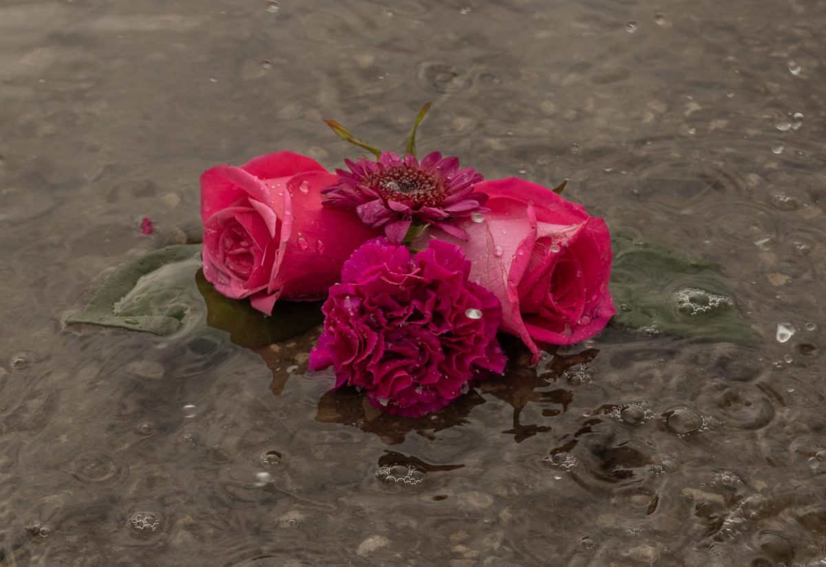 As the rain falls from the sky, the vibrant flowers grow from the cracked gravel. Although it may be difficult to grow in such a harsh environment the flowers continue to thrive. The water droplets pater onto the petals and leaves of the blossoming plant.