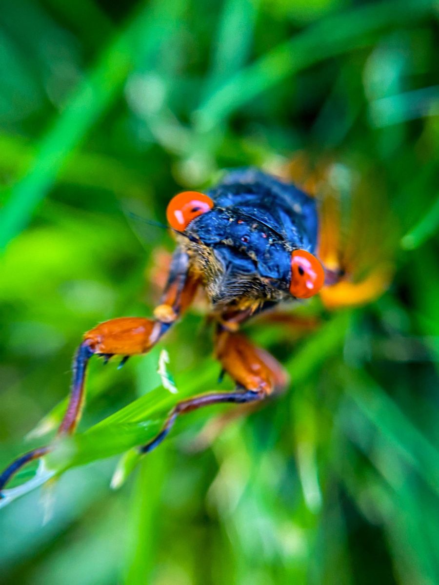 A cicada with extraordinarily orange eyes climbs onto a blade of grass, reaching for the camera. During the current time of year, millions of cicadas emerge from the ground, ready to come out of their shells and develop.