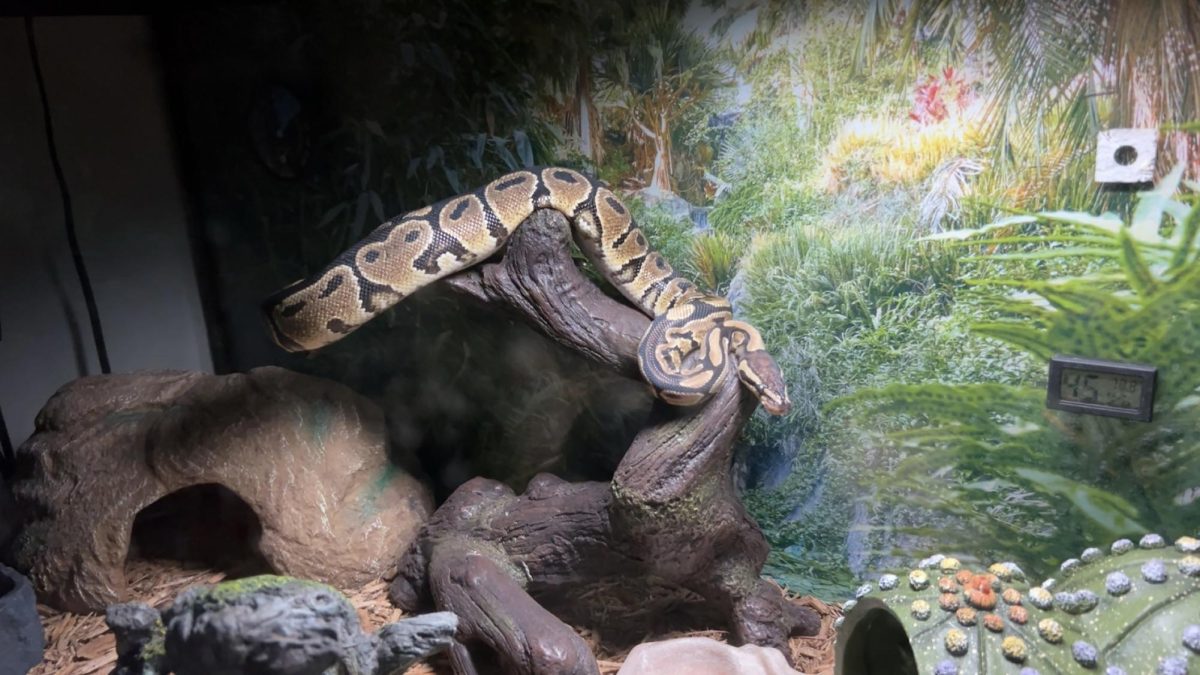 Bobo the ball python is exploring his tank on his favorite tree branch. He enjoys spending time with Morrow when she's not busy.