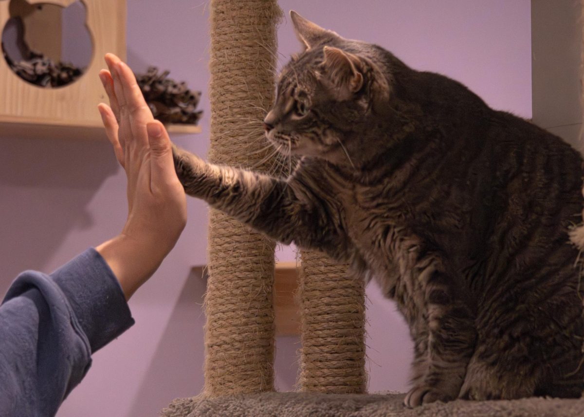 After being heavily persuaded with treats, Tonka gives the caregiver a high five on Jan. 8. This trainer works with cats to stimulate their brains and give them enriching tasks to do so they do not get bored of the Kitty Cottage they are staying in.