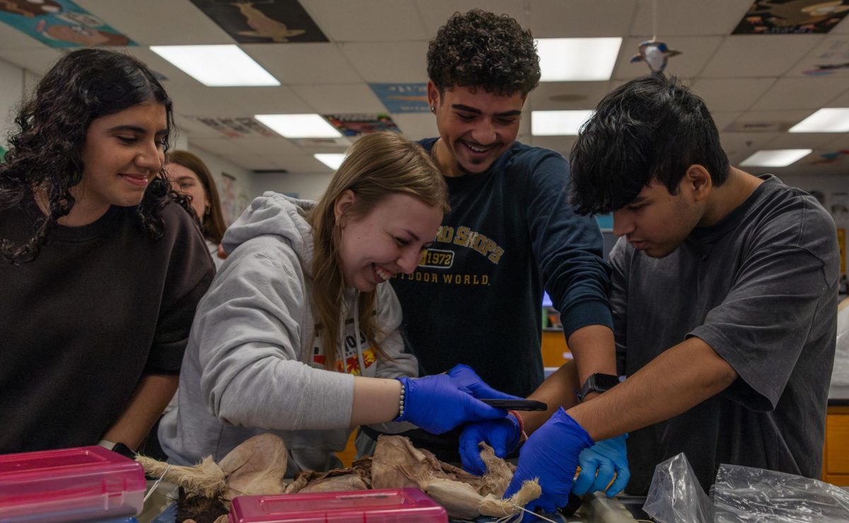 Juniors Deepal Sharma, Elizabeth Nix, Eli Danouse, and Aayush Ranjan work together on the dissection on May 8. Ranjan and Danouse held the skin of the cat back as Nix took a picture of the organs.
